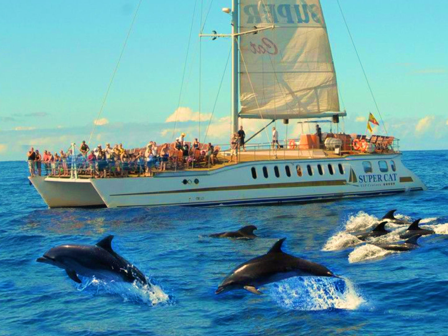 Supercat Tour & Dolphin Trips Online Booking