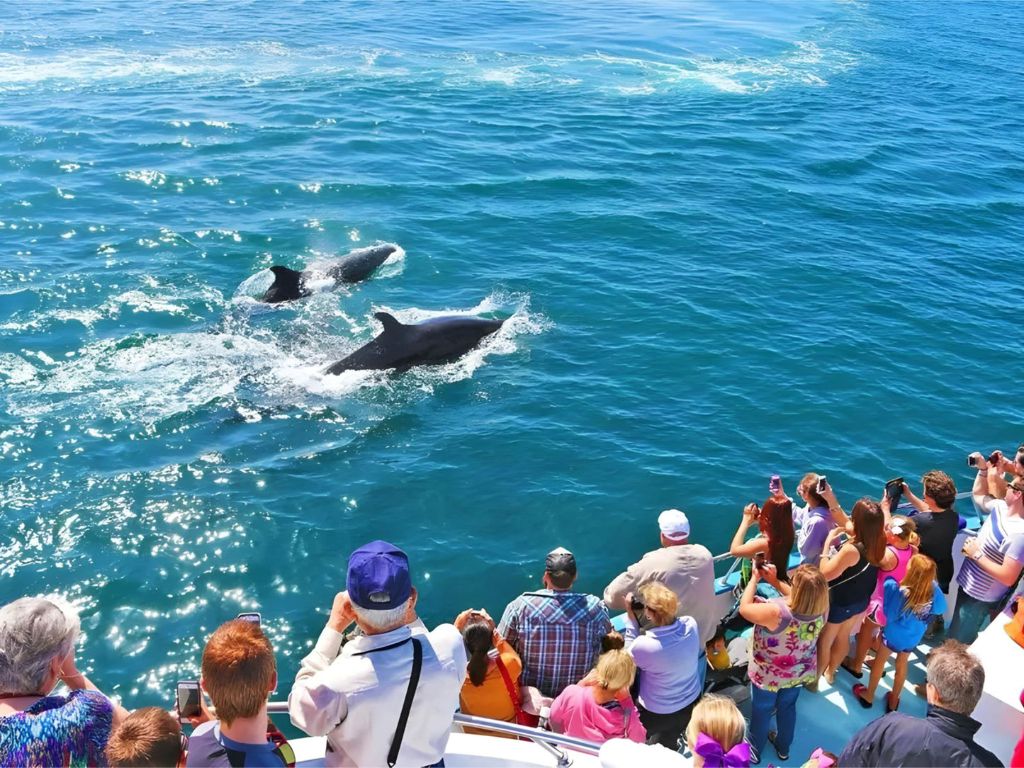 Glass Bottom Boat Online Booking