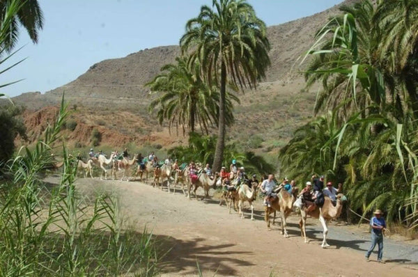 Dunes of Maspalomas Camel Safari