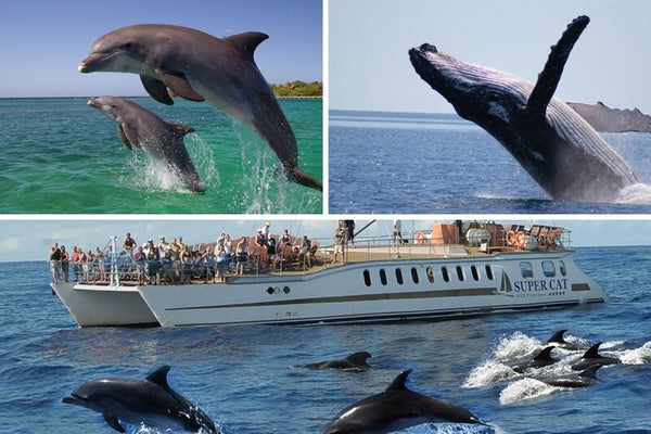Whale & Dolphin Watching